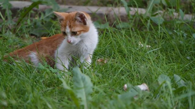 Животный мир кошка, собака, медведь, петух, динозавр, тигр,