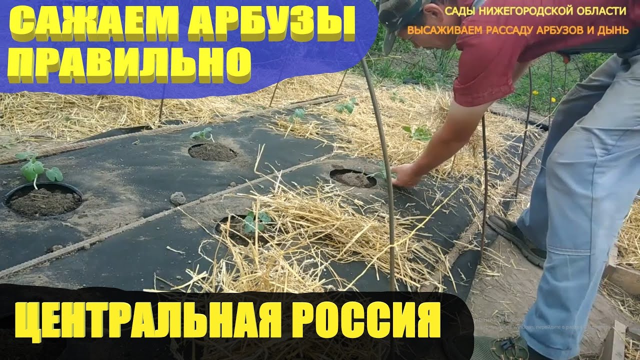 Посадка арбузов.Как посадить арбузы в грядки под укрытие смотреть онлайн