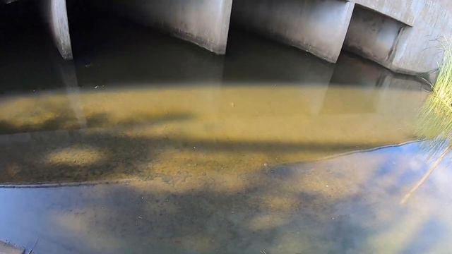 Highway Tunnel Holds GIANT Green Sunfish! смотреть онлайн