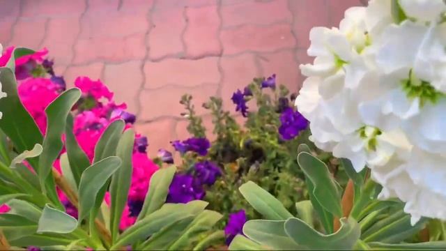 Stock flower plant/ Matthiola Incana care смотреть онлайн