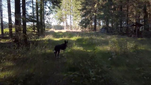 Collie Dog Breed смотреть онлайн