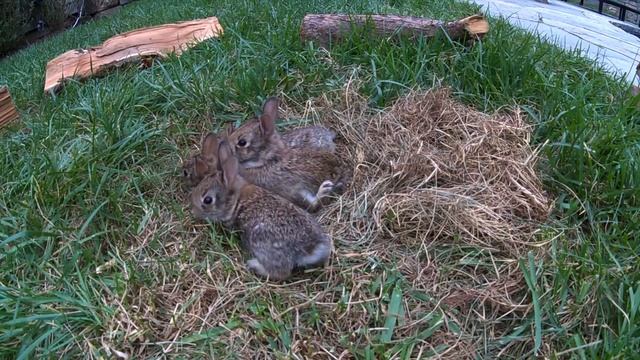 Baby Bunnies Leave the Nest - backyardXplor смотреть онлайн