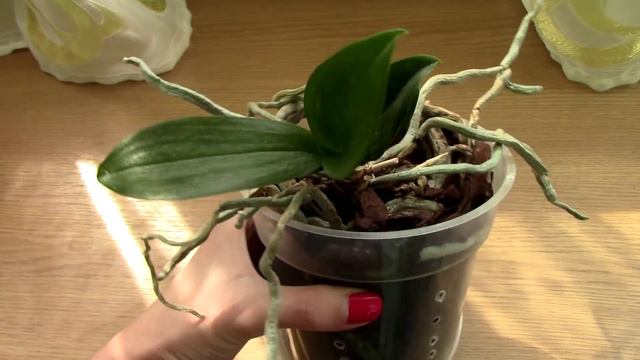 Requested orchid updates - The good and the bad смотреть онлайн