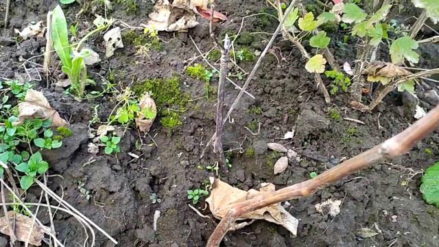 Осенняя обрезка молодого винограда