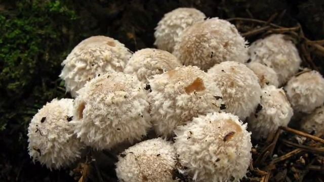 Křehutka hlava Medúzina - Psathyrella caput-medusae смотреть онлайн