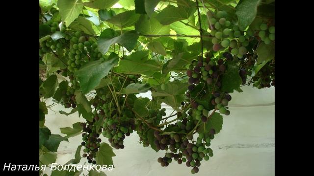 Астрахань!Поездка всей семьёй - муж, сын, дочь..кошки - собаки. смотреть онлайн