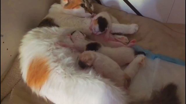 Mother Cat And Cute Kittens | Милые котята с мамой-кошкой