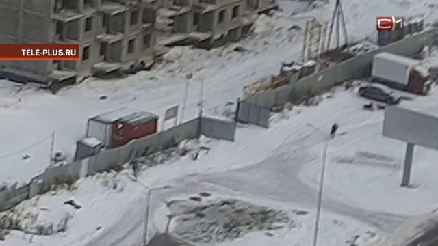 Сбой системы? Почему бездомных собак в Югре не становится меньше смотреть онлайн