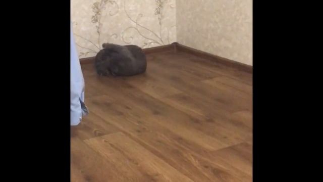 Кот жжёт. Про кота. Как вылечить кота от бешенства. Британец. Серый кординал. Животные. Смех. Улёт. смотреть онлайн
