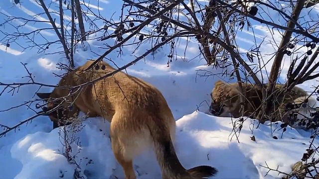 Акита и Малинуа едят сливы. Akita and Malinois . dogs eat plums смотреть онлайн