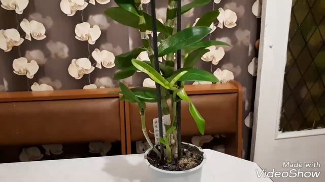 Орхидея дендробиум, постепенно набирают опыта вместе с вами смотреть онлайн