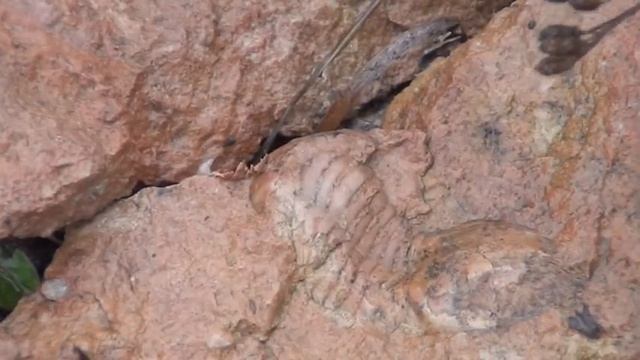 Крепости глинта (Fortress on Glint) смотреть онлайн