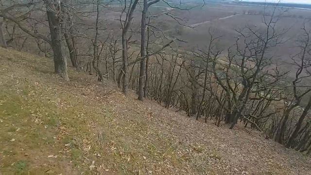 Dąb omszony. Quercus pubescens. Puszcza Piaskowa. Nadleśnictwo Chojna. Rezerwat Przyrody Bielinek.