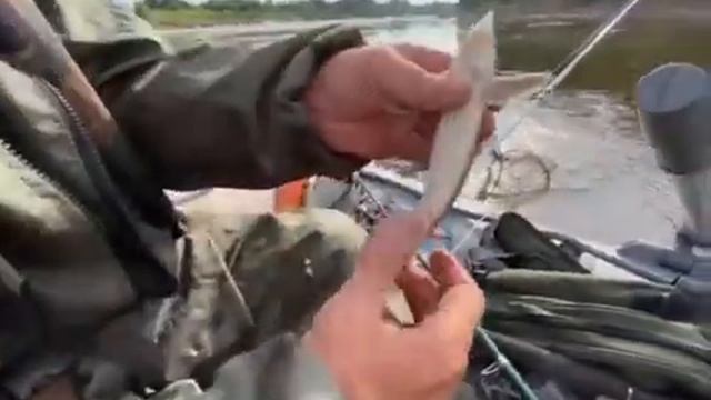 река Вятка - стерлядь) смотреть онлайн