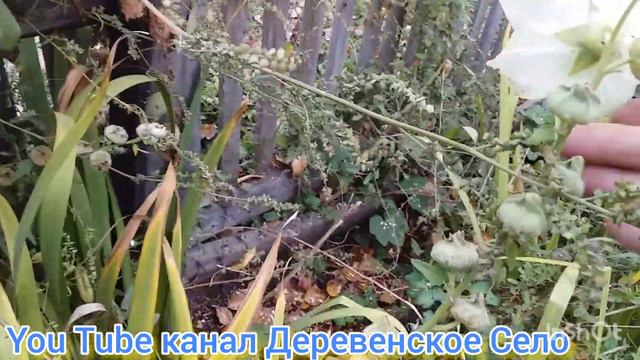Цветы после мороза(((/конец сентября. смотреть онлайн