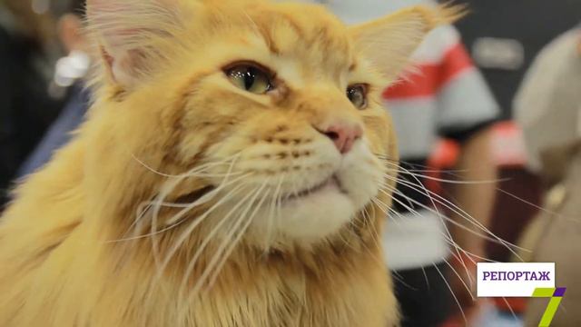 Выставка кошек в ТЦ "Kadorr" смотреть онлайн