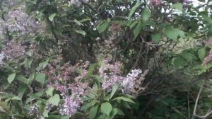 Сирень венгерская. Небольшой обзор.  Май. Сибирь