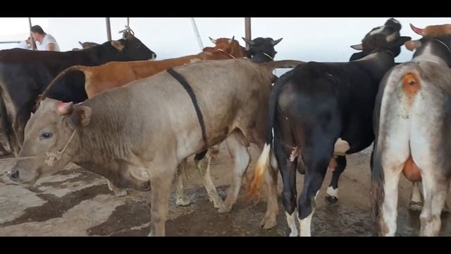 Namangan shahar Yoshlik chorva bozori novvoslari.12 06 2022. смотреть онлайн