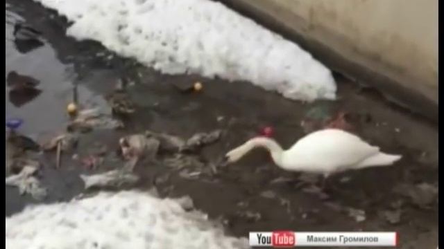 Лебедь очистил озеро от мусора. ВИДЕО смотреть онлайн