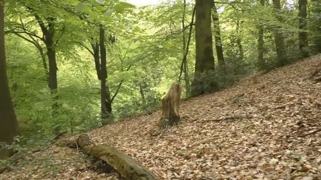 Неожиданные сюрпризы в лесу...104. смотреть онлайн