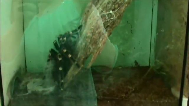 САД БАБОЧЕК ! Николаевский зоопарк / Butterfly / Garden / Zoo / Николаев / Бабочки смотреть онлайн