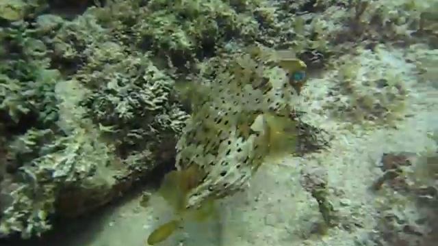 Diodon in coral reef смотреть онлайн