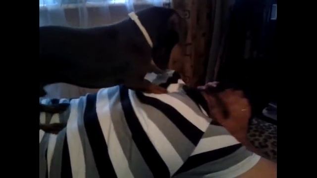 Таксы. Приколы с таксами. Funny Dachshund