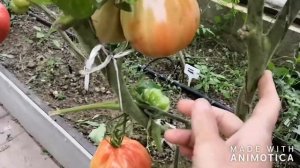 Томат Груша Красная или нет