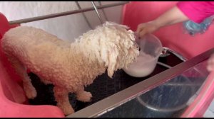 Гигиенический уход за бишон фризе в домашних условиях, все секреты и особенности процедур.