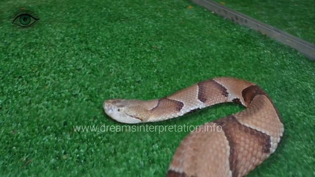 seeing a (big Snake) python in dream | Islamic Meaning and interpretation | خواب میں اژدھا دیکھنا смотреть онлайн