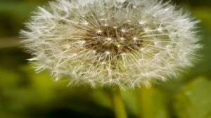 Онлайн занятие по естествознанию.«Весенние цветы – первоцветы».Старшая группа. 15.03.2021.