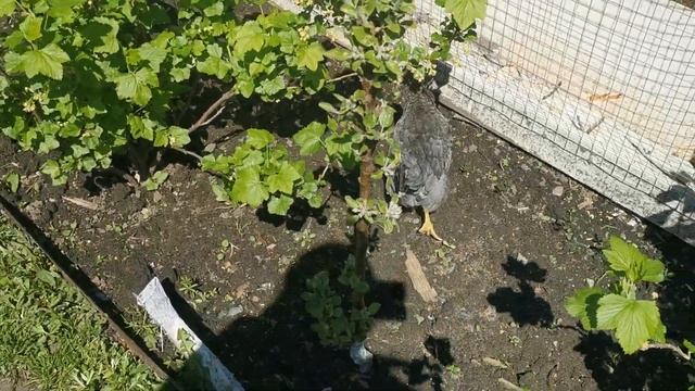 Наш маленький петушок Феодор. смотреть онлайн