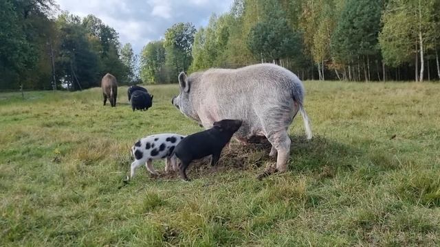 Грибы пошли. Дикий кабан Солидол вырвался из сарая.Началась декоративная отделка террасы. смотреть онлайн