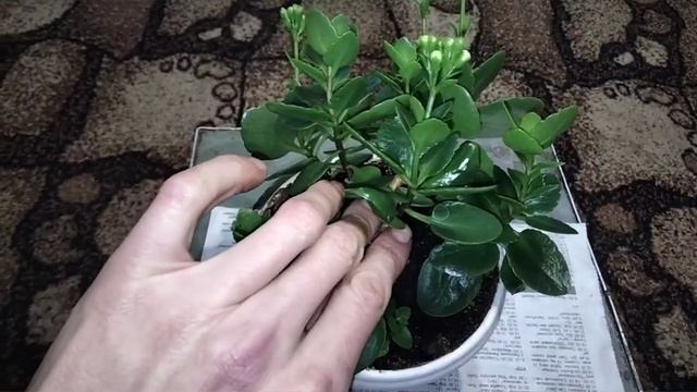 БИЗНЕС НА ДОМУ..ВЫРАЩИВАНИЕ И РАЗВЕДЕНИЯ КАЛАНХОЭ.. СОВЕТЫ... смотреть онлайн