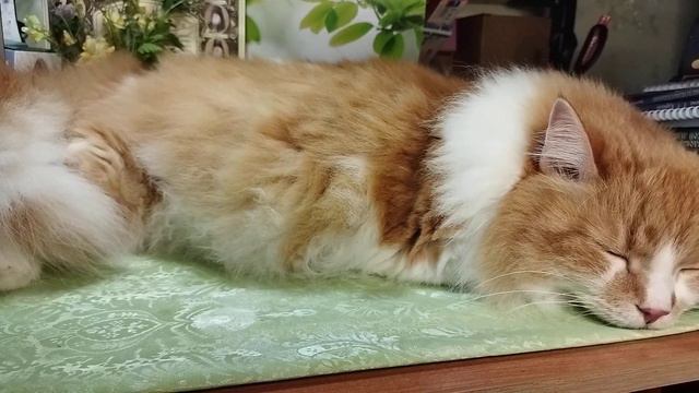 "Это значит, что существует шанс! " смотреть онлайн