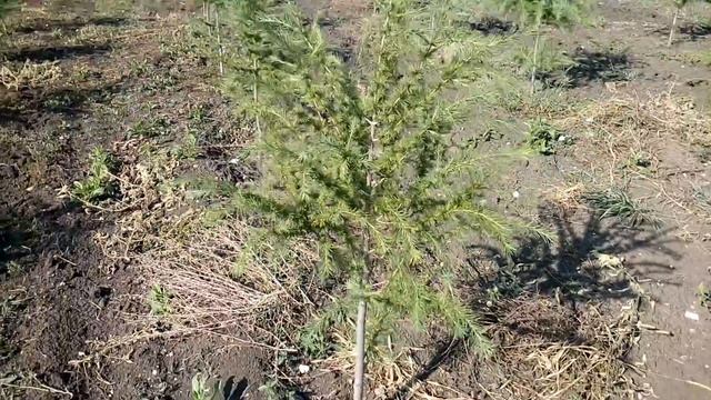 Лиственница Европейская (Larix decidua) | Plante.md смотреть онлайн