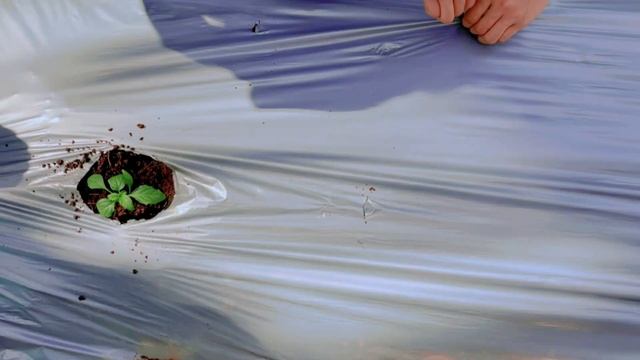 BANANA BOAT GOES PLANTING (a nstp community service project) смотреть онлайн