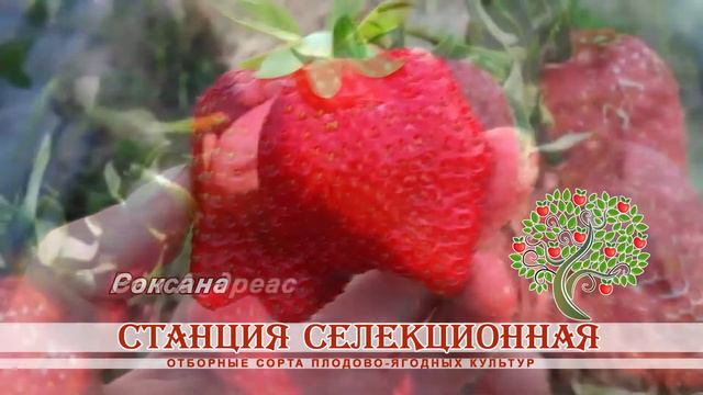 KLUBNIKA 02 смотреть онлайн