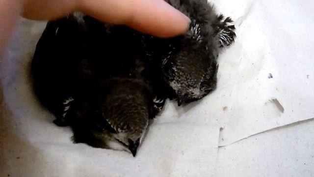 Птенцы стрижей смотреть онлайн