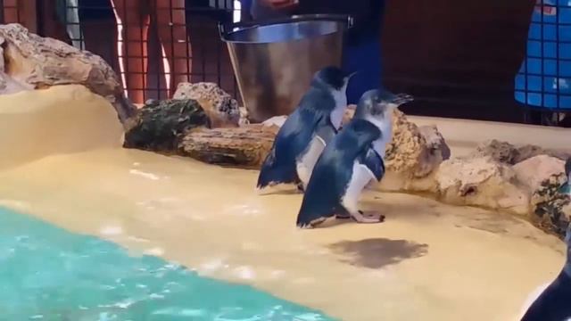 САМЫЕ МАЛЕНЬКИЕ ПИНГВИНЫ В МИРЕ на ОСТРОВЕ ПИНГВИНОВ смотреть онлайн