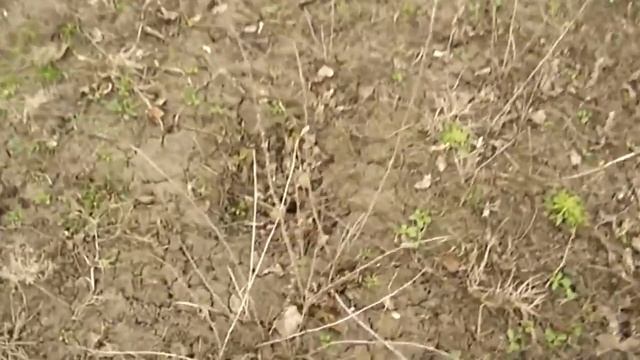 Борьба с сорняками, пырей травим, выпуск 12, Шаповаловы влог смотреть онлайн