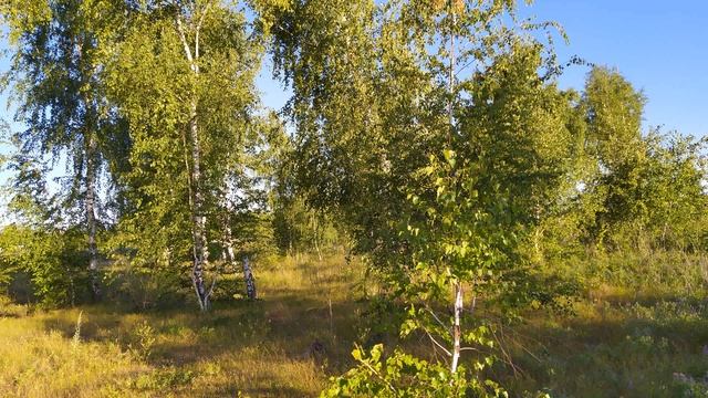 25 июля. Народный праздник ПРОКЛОВ ДЕНЬ. Важные запреты дня