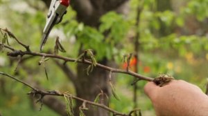 Крайне важная обработка деревьев во время ЦВЕТЕНИЯ
