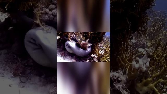 Атака мурены на обитателей глубин смотреть онлайн