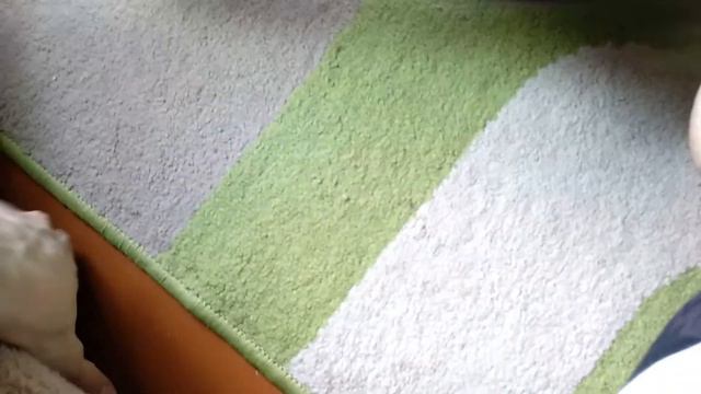 Кошачья жизнь | Кошка играет с мячом и с шнурком. Нежный кот Жулик.