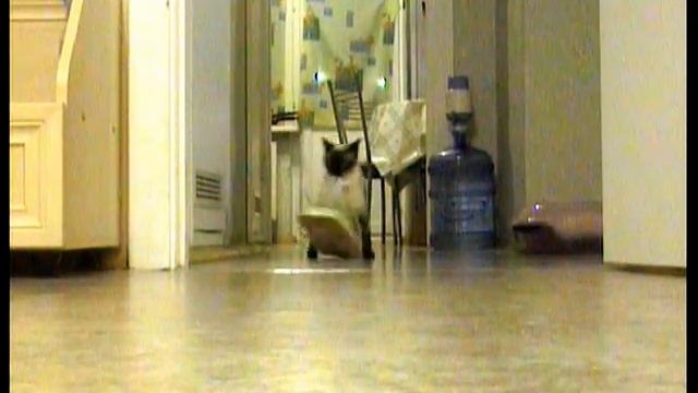 Мой друг меконгский бобтейл/Mekong Bobtail :) Вор спалился на камеру дважды...Mekong Bobtail смотреть онлайн