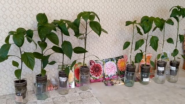 Подходит ли Перцам Фитильный полив? смотреть онлайн