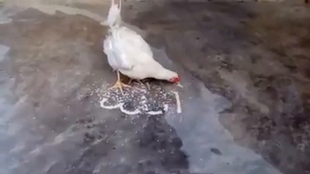 О авлох