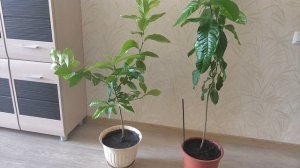 Как Правильно Обрезать Ветки Домашнего Лимона Видео