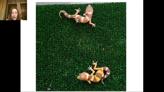 Определение морф малышей эублефаров (5 трансляция) смотреть онлайн